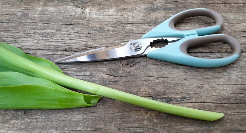 Use sharp scissors or a knife to cut the tulip stems