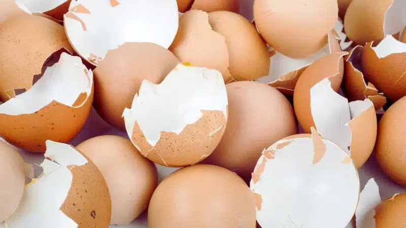 A collection of empty eggshells
