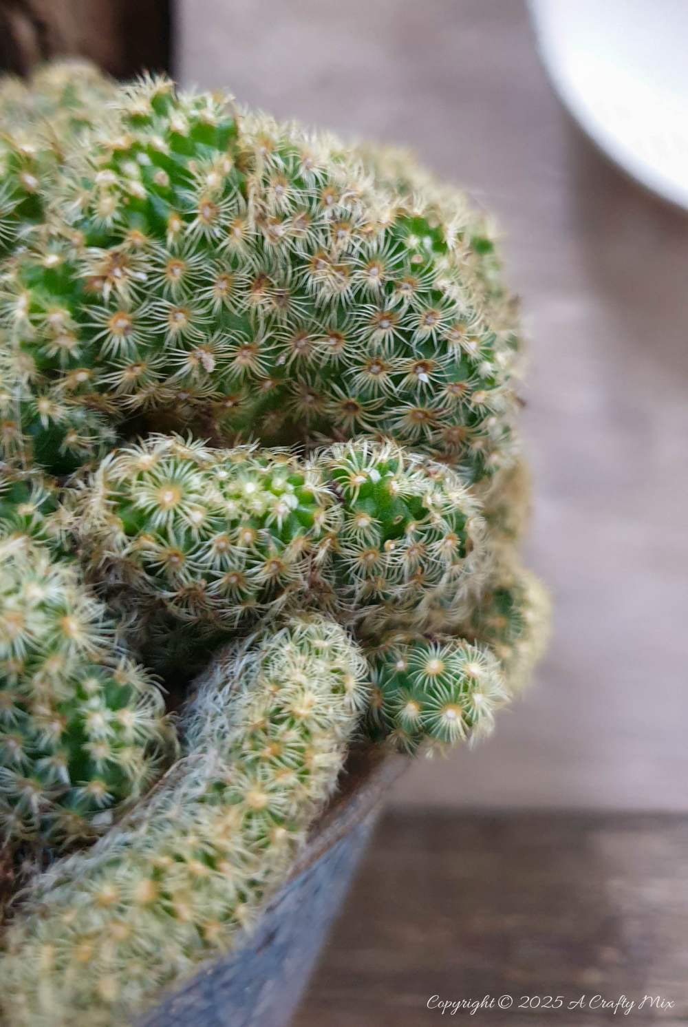 Mammillaria elongata 'Cristata', also known as Crested a Brains cactus