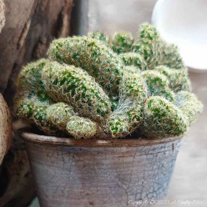 Mammillaria elongata 'Cristata', also known as Crested a Brains cactus