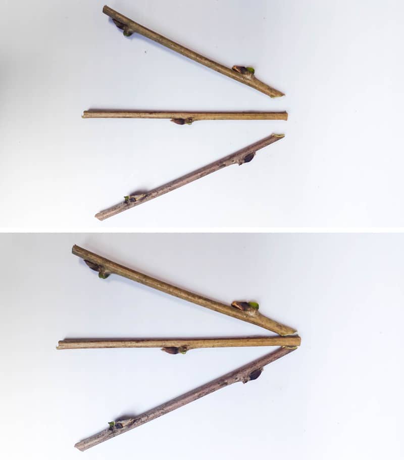 Cut the tips of the two outer legs at an angle.