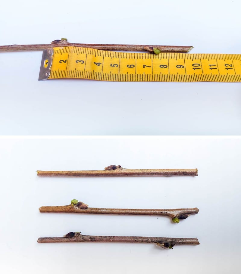 Measure and cut three equal lengths