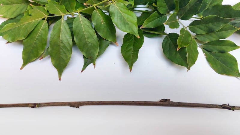 Remove any leaves or side shoots