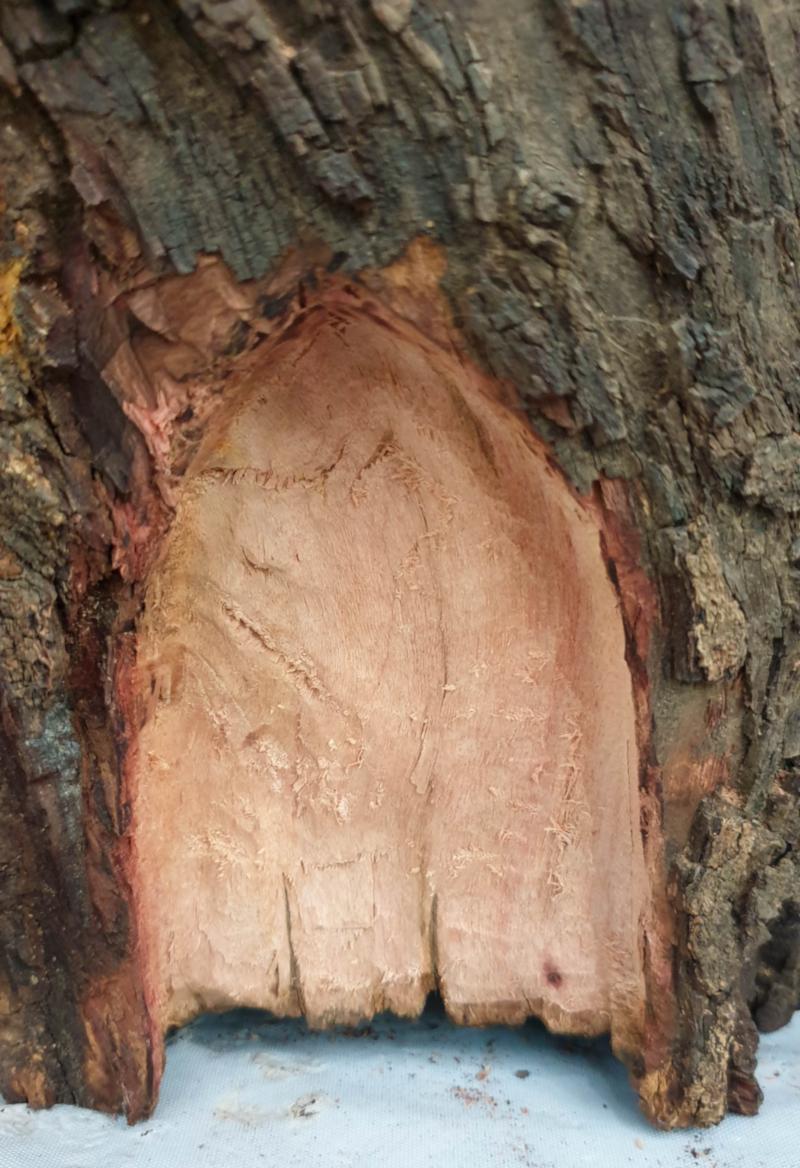 The carved tree stump before adding the fairy door