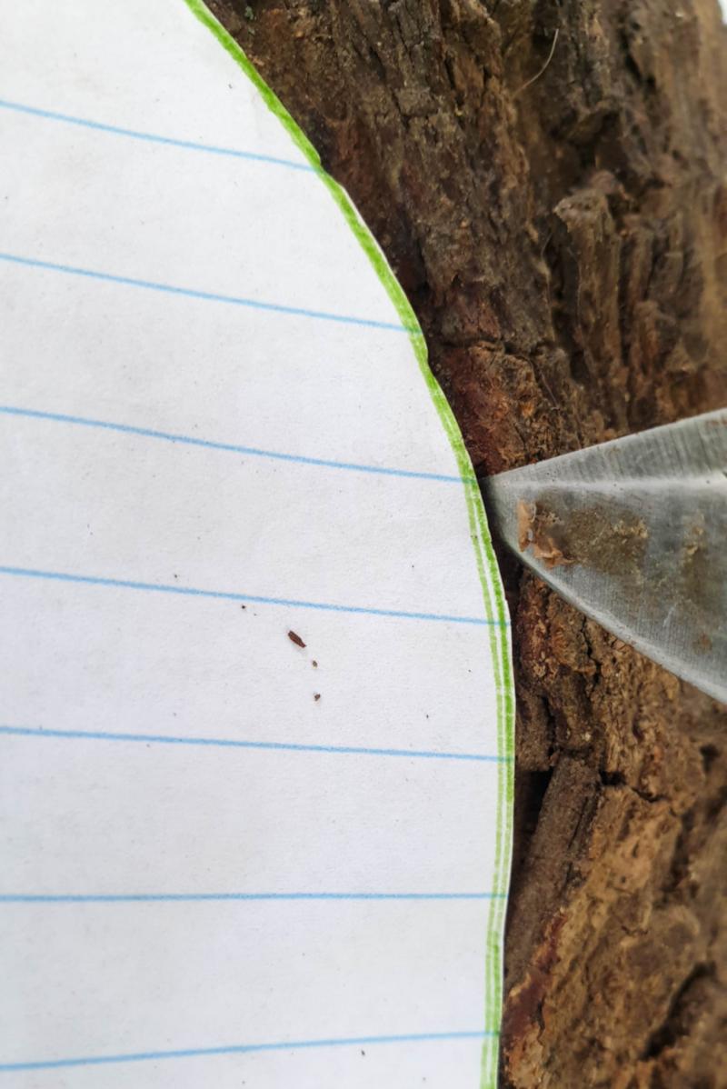 Carve around the template to create an outline guide