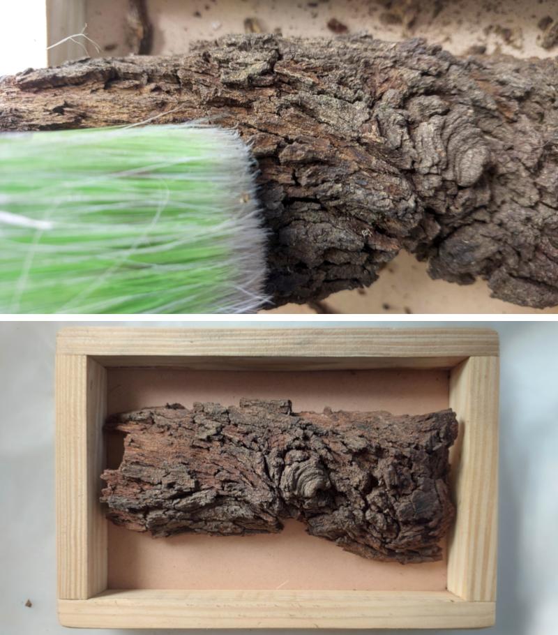 Remove any dust or lose particles from the bark