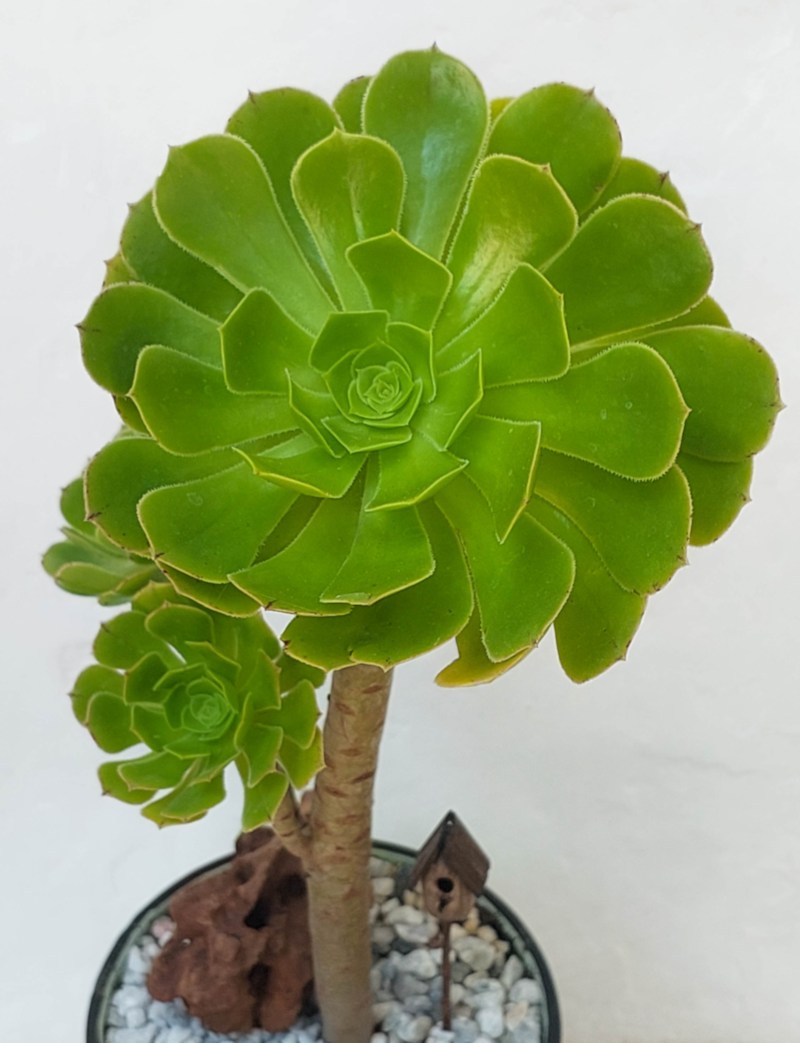 Top view of a tall green Aeonium succulent with large rosette leaves growing in a mug planter filled with white gravel, decorated with a small driftwood piece and a miniature birdhouse.