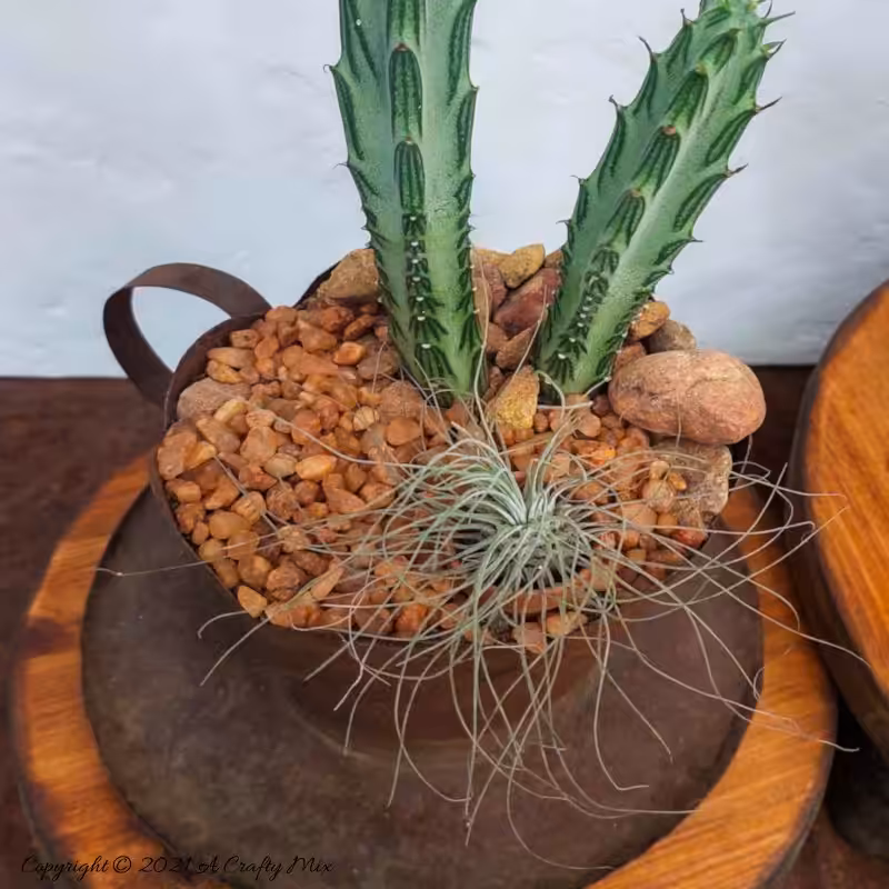 Rusty metal mug planter filled with brown gravel and rocks, holding two upright green succulent &ldquo;pickle plants&rdquo; with a wispy Tillandsia air plant spilling over the edge.