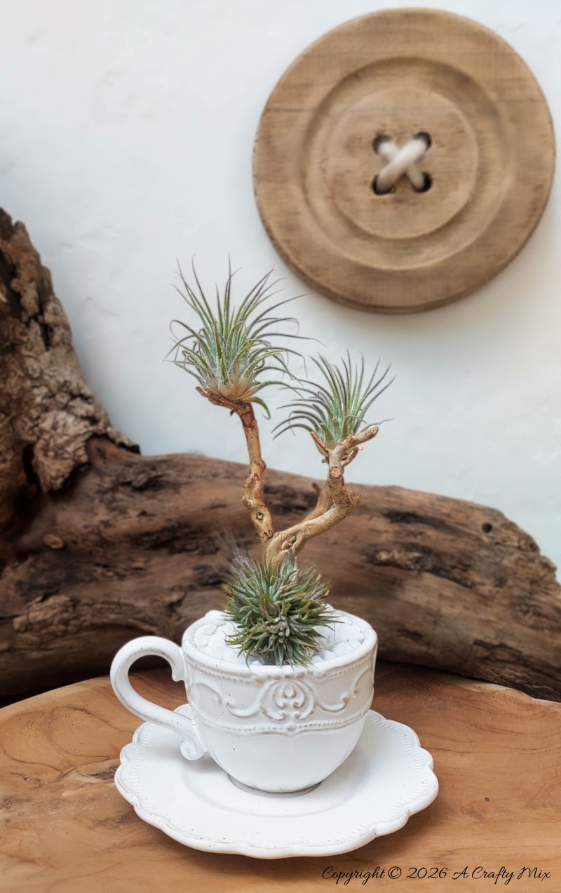 White vintage teacup and saucer holding a driftwood &ldquo;tree&rdquo; with small Tillandsia air plants attached, styled on a wooden surface with a large round wooden button decor on the wall behind.