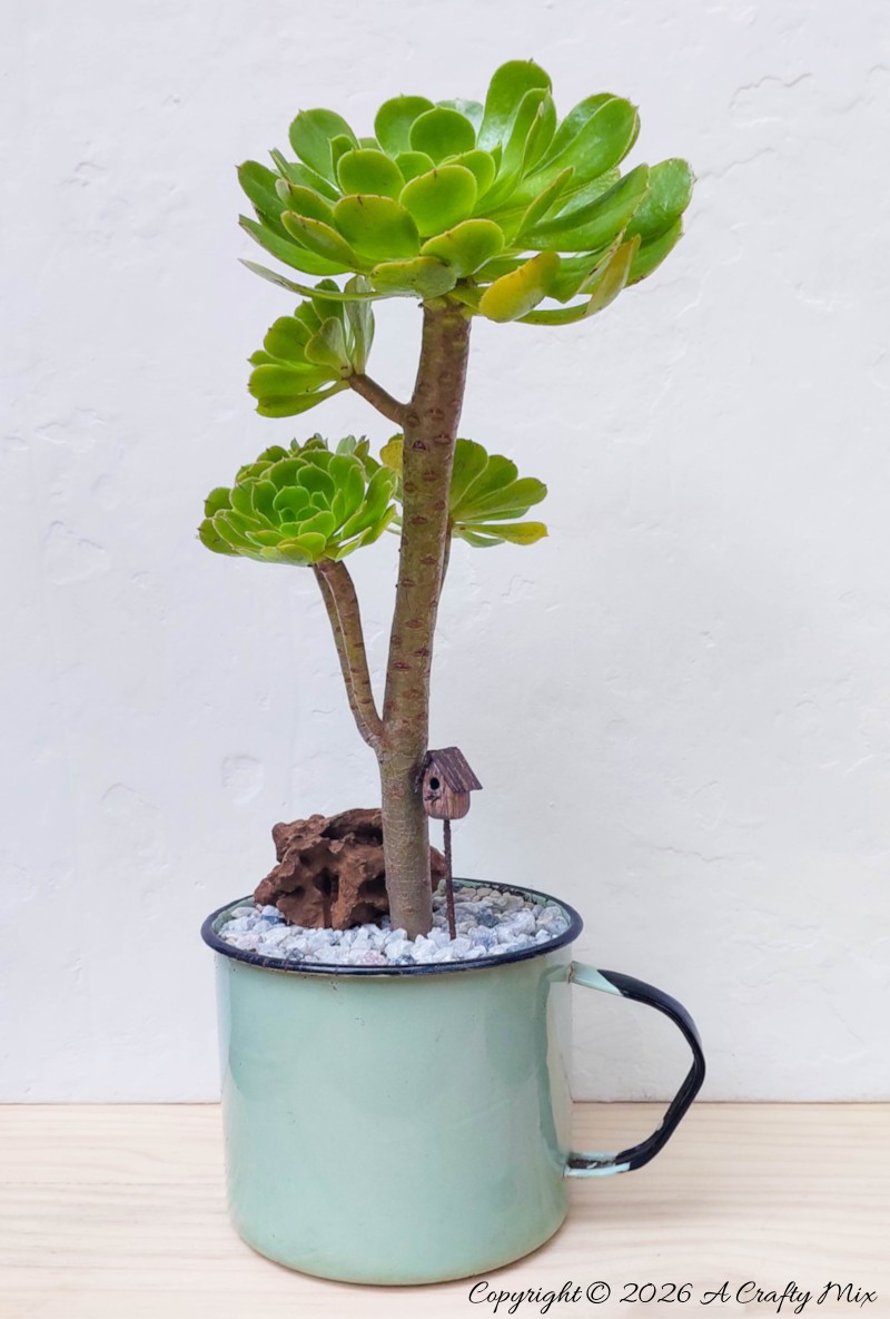 A tall, tree-like houseleek (Aeonium Arboreum) and a tiny birdhouse planted in an enamel mug