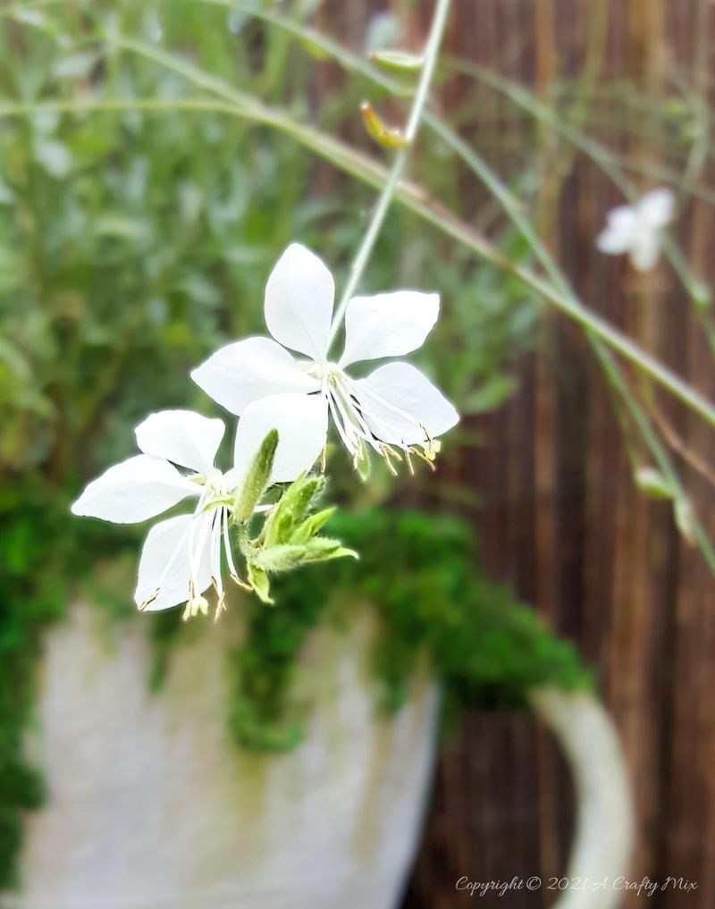 The dancing butterfly Gaura flowers look like steam rising from a hot drink
