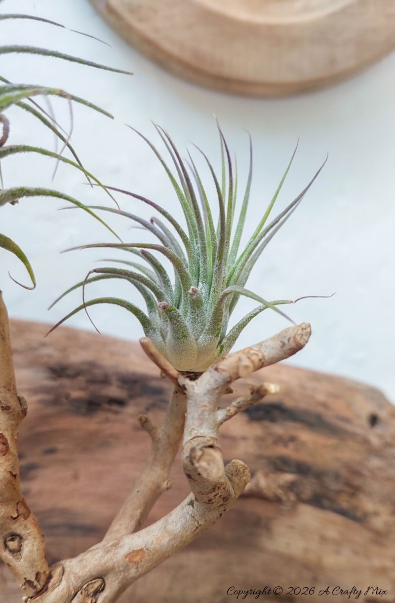 Close‑up of a Tillandsia ionantha air plant perched on a twisted piece of driftwood against a light, neutral background.