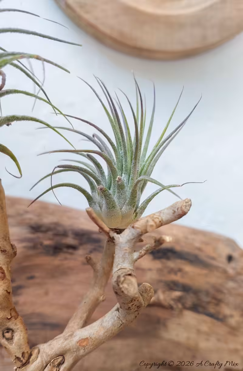 Close‑up of a Tillandsia ionantha air plant perched on a twisted piece of driftwood against a light, neutral background.