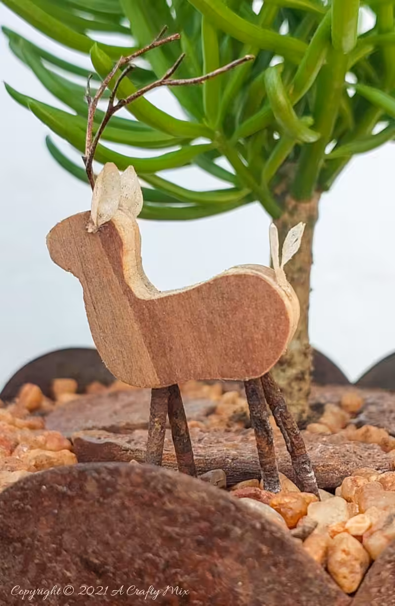 A tiny wooden reindeer takes shelter under a pruned, Lemon Bean Bush (Senecio barbertonicus).
