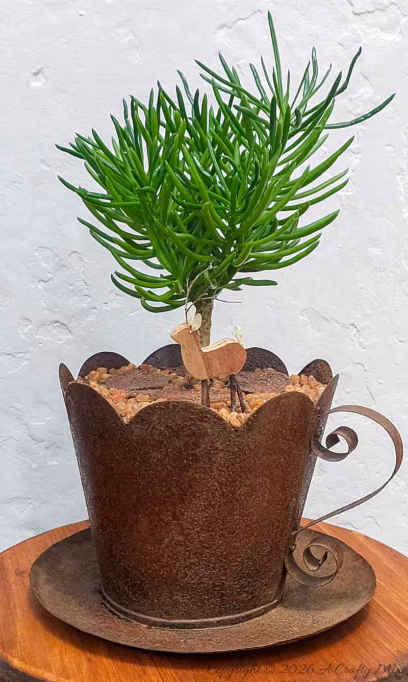 A tiny wooden reindeer takes shelter under a pruned, Lemon Bean Bush (Senecio barbertonicus).