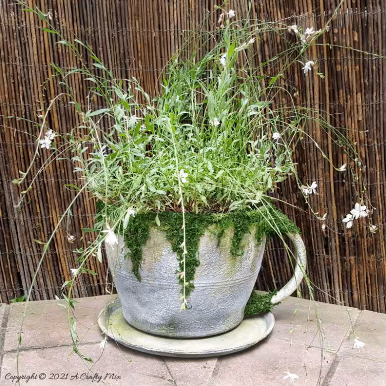 An oversized teacup filled with Gaura.