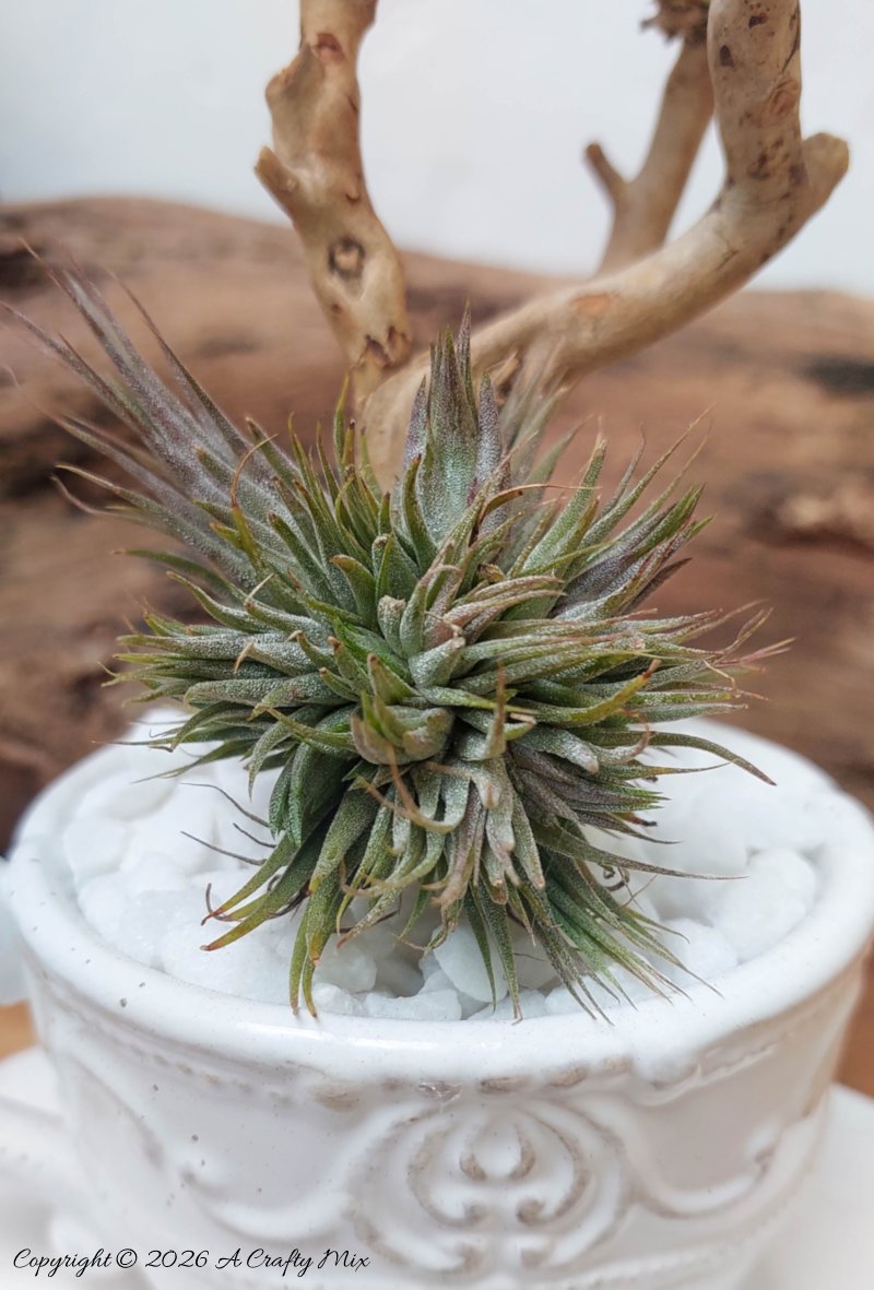 A small air plant nestles at the base on a piece of drift wood that's been planted in a teacup.