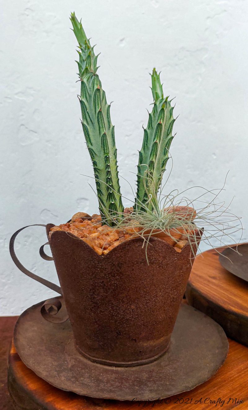 A bold and unusual Pickle Plant (Kleinia stapeliiformis) in a metal teacup. A small air plant lies at the base of the succulent.