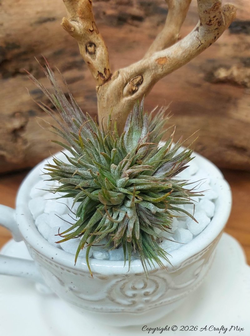 A small air plant nestles at the base on a piece of drift wood that's been planted in a teacup.