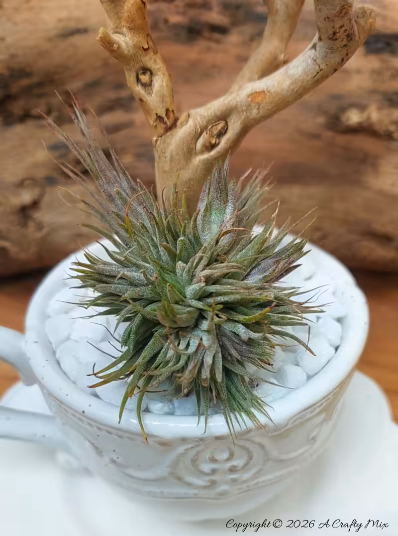 A small air plant nestles at the base on a piece of drift wood that's been planted in a teacup.