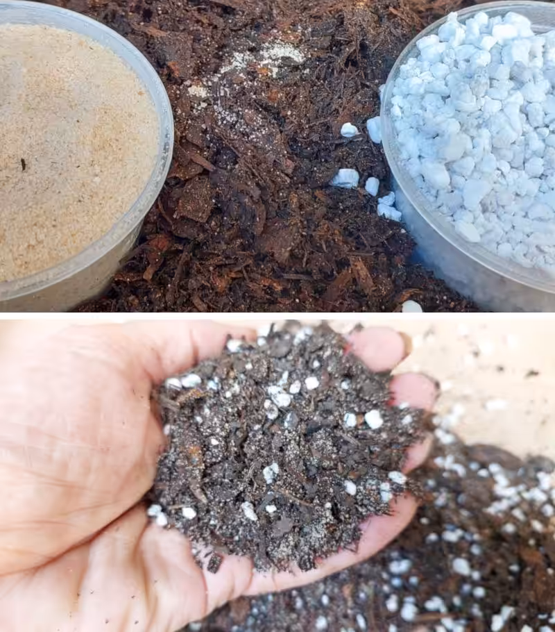 Succulents and cacti are happiest in a mix of 2 parts peat‑free potting soil, 1 part coarse sand or fine gravel, and 1&ndash;2 parts pumice or perlite.