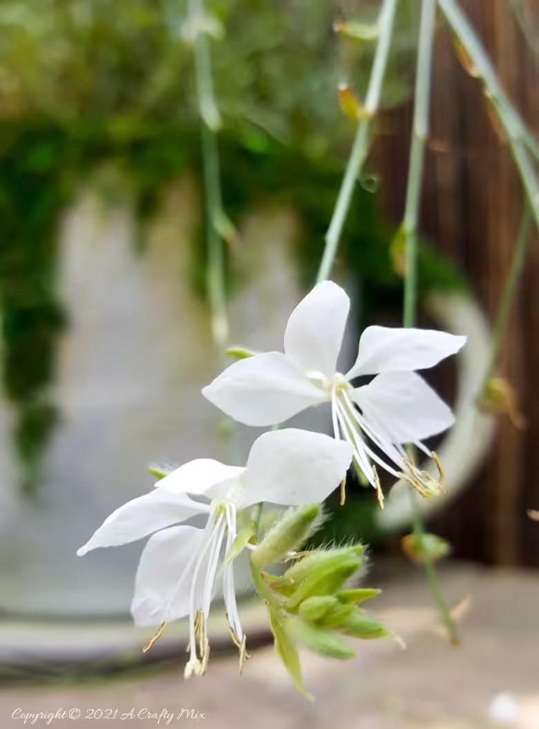 Trailing Gaura &lsquo;Belleza White&rsquo; flower with a giant teacup in the background.