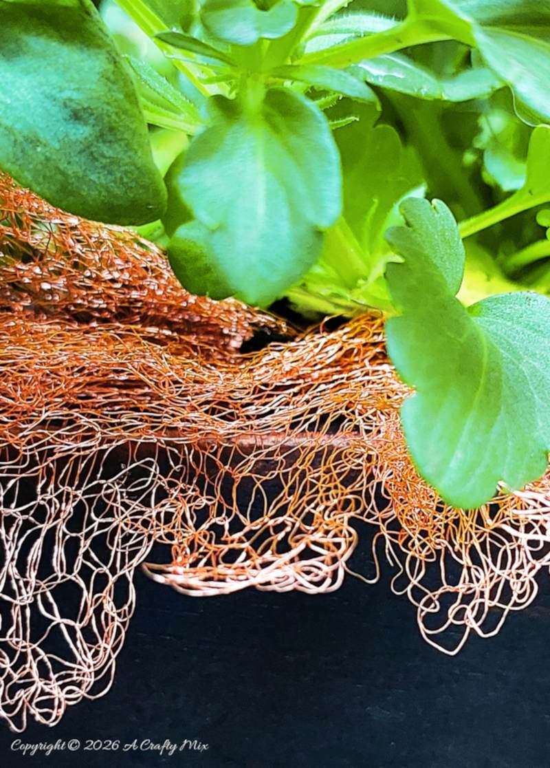Macro shot of copper mesh draped over the edge of a black planter, with bright green pansy leaves above it.