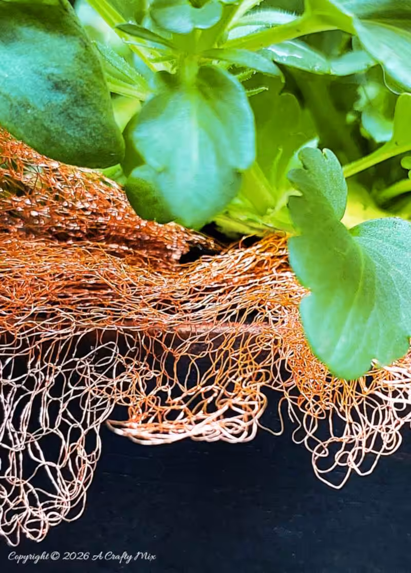 Macro shot of copper mesh draped over the edge of a black planter, with bright green pansy leaves above it.