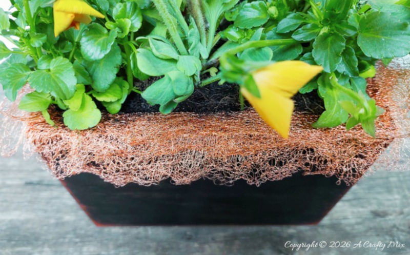 Top-front view of a black wooden planter wrapped with frilled copper mesh and filled with green pansy plants and yellow buds.