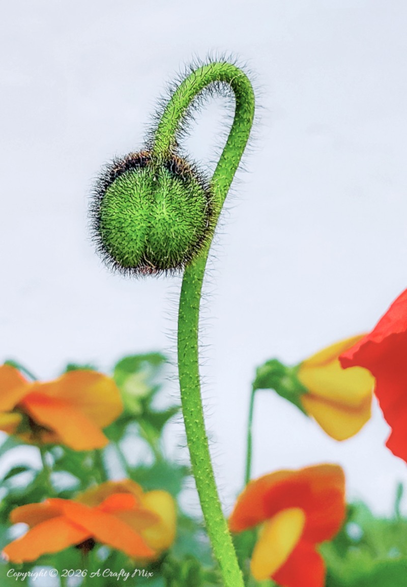 Macro view of a curved, hairy green poppy bud on a tall stem, with blurred orange flowers in the background.
