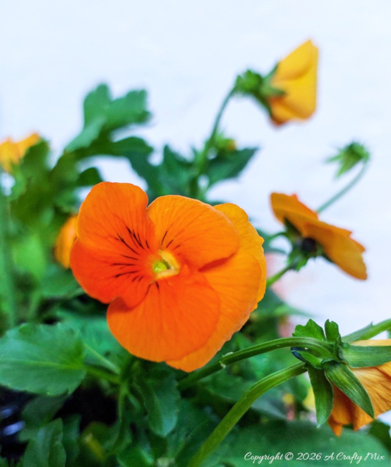 Close-up of a single orange pansy bloom in a planter.