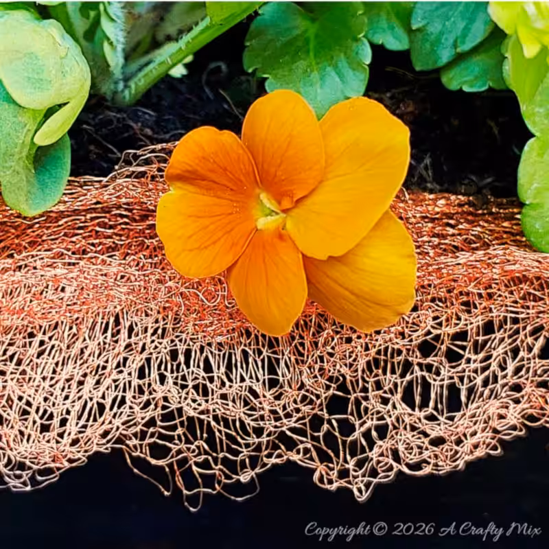 Close-up of green pansy leaves in a black wooden planter with a frilled copper mesh trim around the rim.
