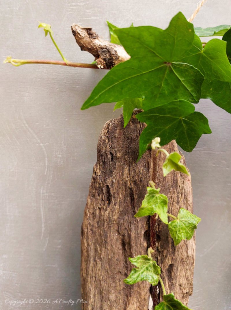 Weathered piece of wood and green ivy used as a natural branch display for a hanging Halloween bat craft.