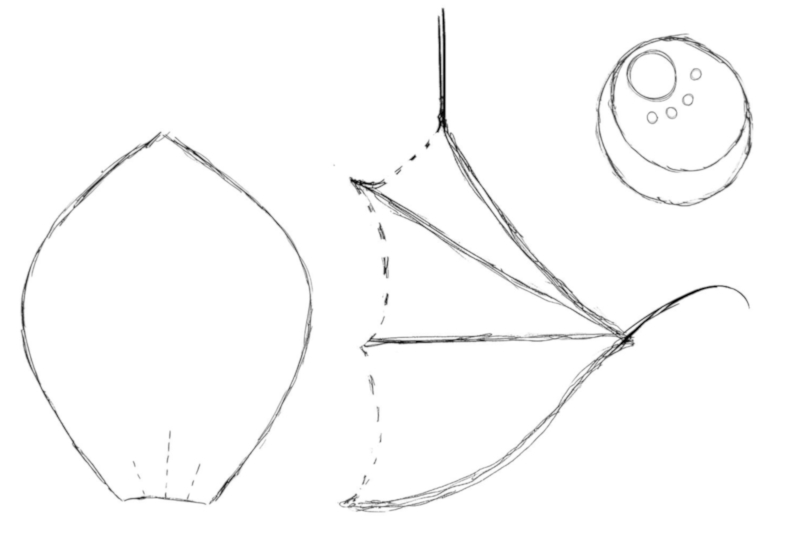 A rough downloadable sketch of the bat's features including the wings