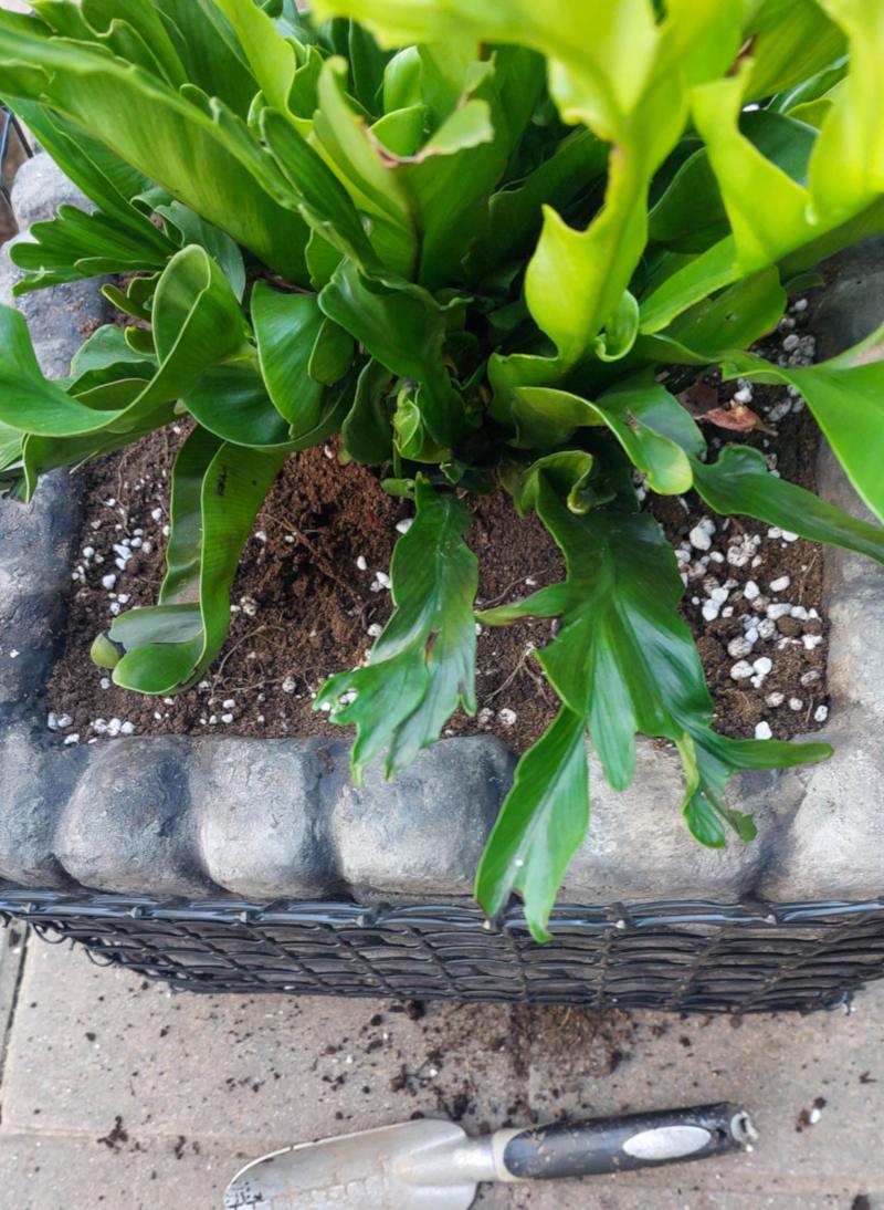 A curly leaf bird's nest fern (Asplenium nidus or cultivars like 'Crissie') in a gabion planter