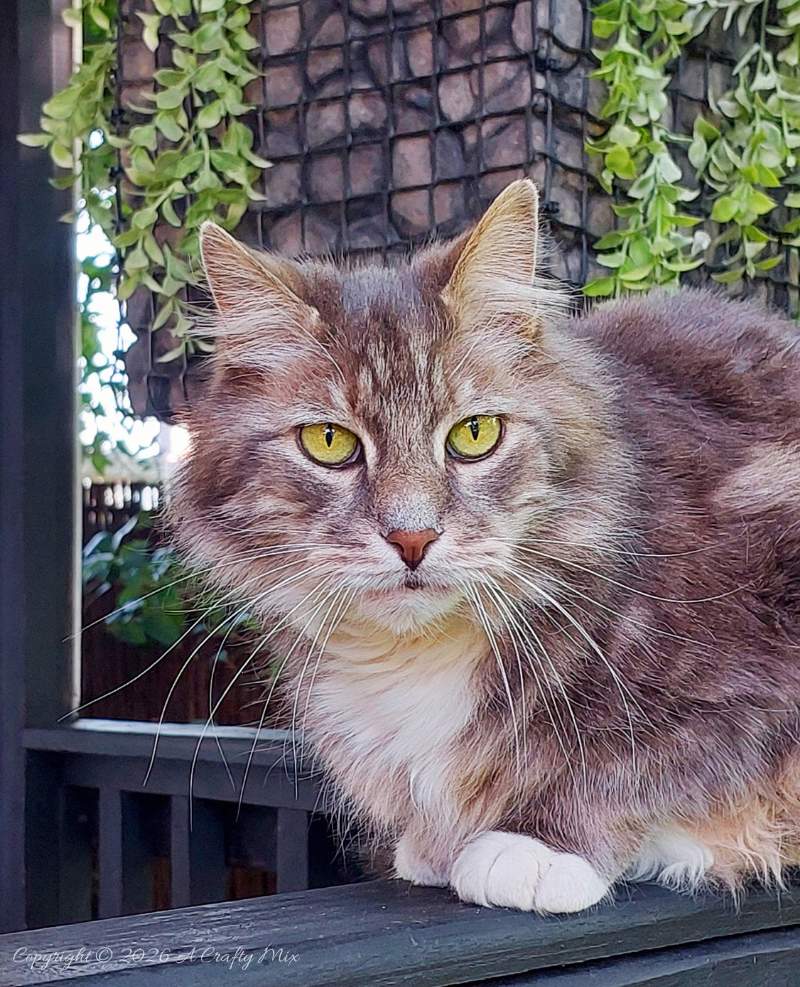 Grey long-haired cat sitting on a porch railing with the hanging faux-rock gabion planter in the background