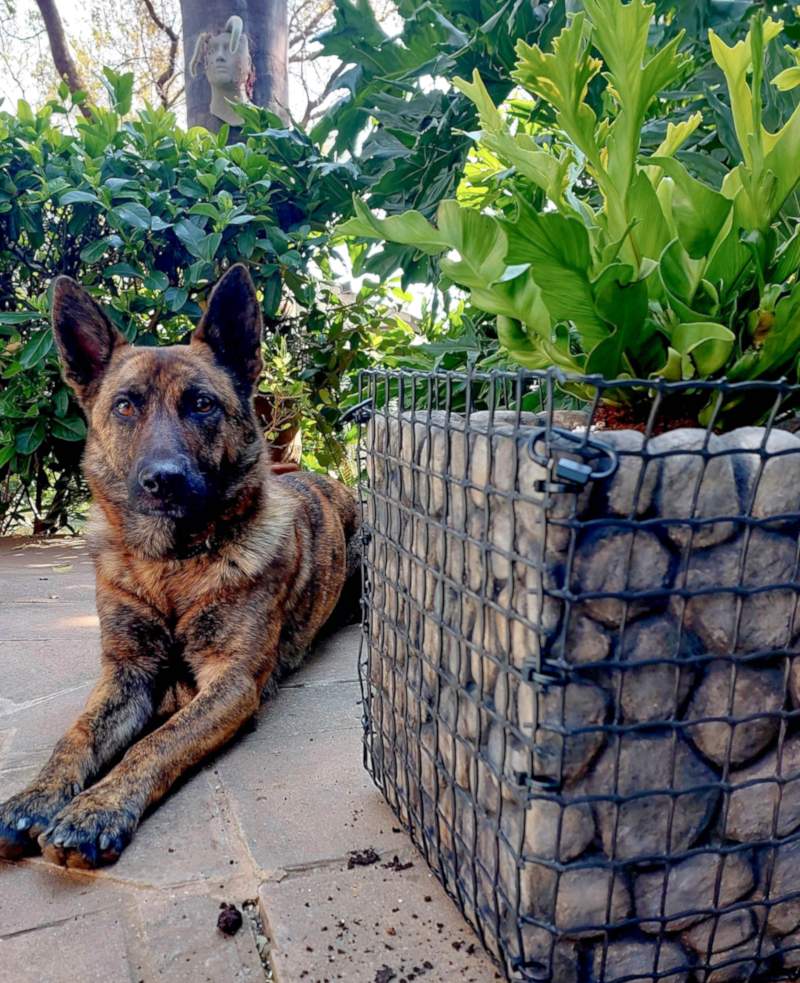 Dog lying beside a finished lightweight gabion planter filled with faux stones and green plants